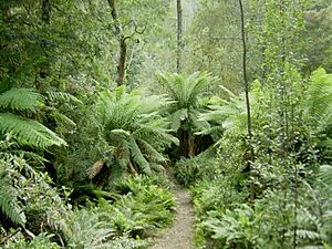 Hellyer Gorge, Tasmania, anyaka, CC BY-SA 2.0 <https://creativecommons.org/licenses/by-sa/2.0>, via Wikimedia Commons