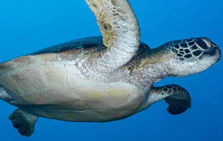 Understanding Plastics for Humans, Installment 3: Endocrine Disruption or What Makes Plastic Toxic?